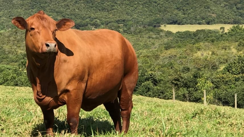 Filipinas avaliam centros de genética zebuína em Uberaba para ampliar parceria com o Brasil