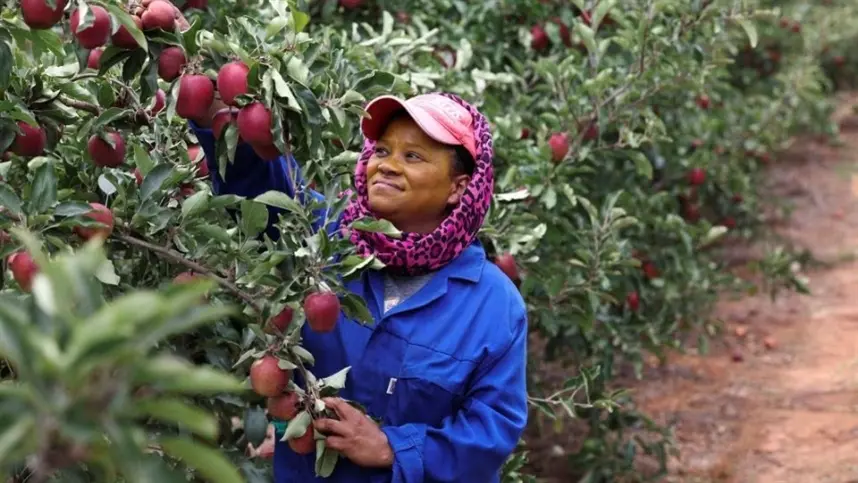 África do Sul: cortes de energia deixam produtores de frutas em desespero