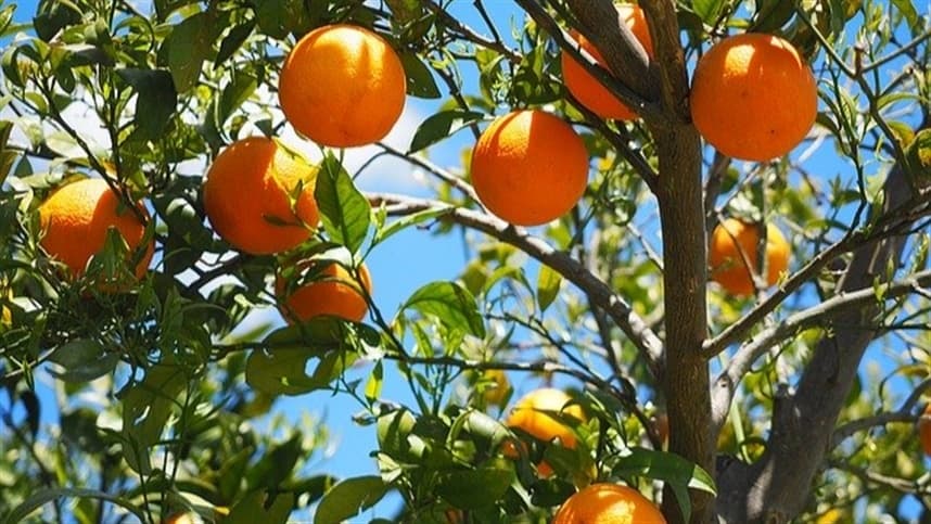 Fundecitrus promove workshop internacional sobre colheita mecanizada de citros