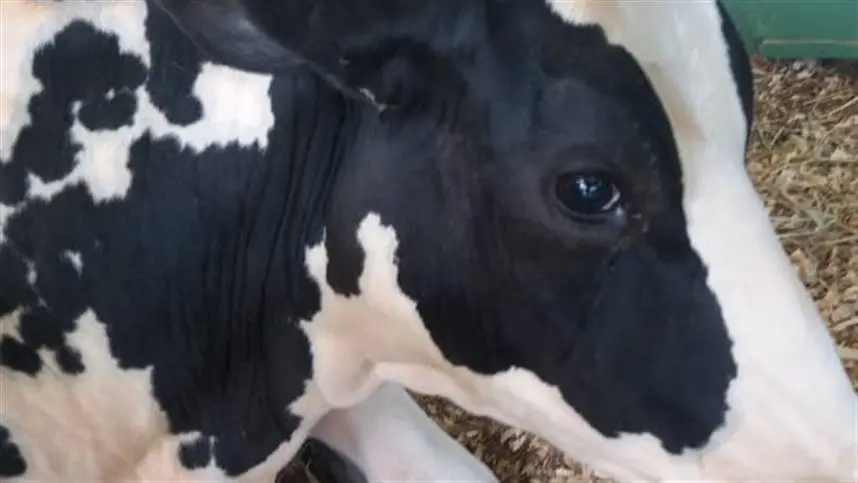 Alimentação permite identificar o cio em vacas