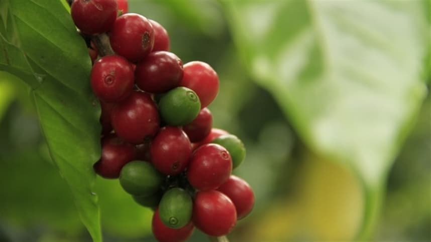 Empresas anunciam emissão de CRA para o café