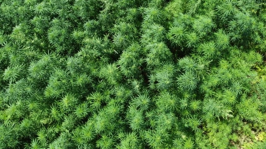 “Precisamos evidenciar os benefícios da cannabis para a sustentabilidade"