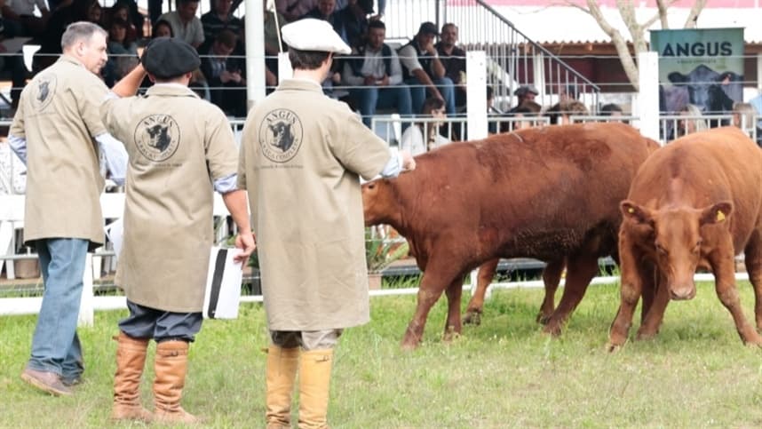 RS: Expointer 2021 recebe 4.057 inscrições de animais