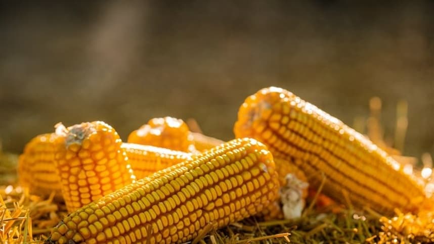 Colheita do milho avança com boas médias de produtividade