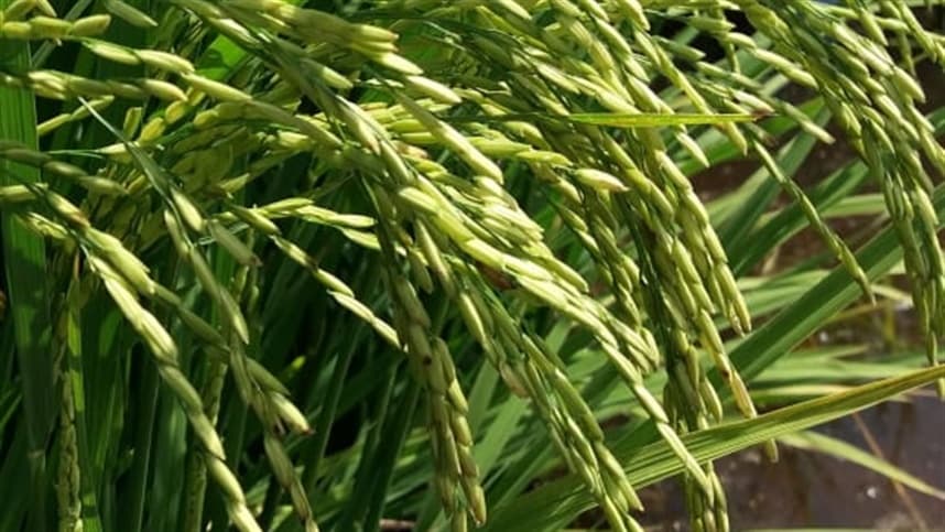 A seca muda o microbioma da raiz do arroz