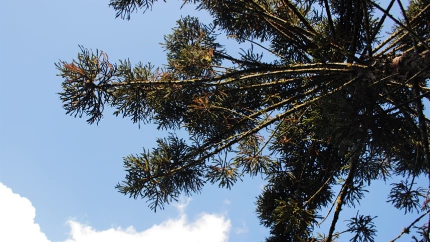 Ação incentiva novas variedades de araucária
