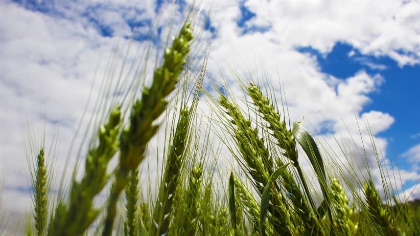 Fórum reforça importância do trigo para o sistema de produção