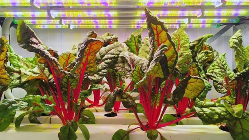 Agricultura vertical: produtividade supera 300% em teste