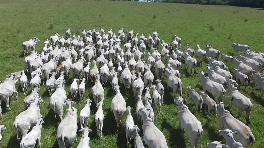 Rebanho bovino volta a crescer no país