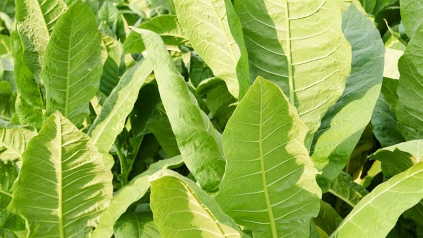 Posicionamento: CADE e comercialização do tabaco
