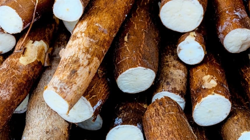 Cotações da mandioca atingem o maior patamar desde abril