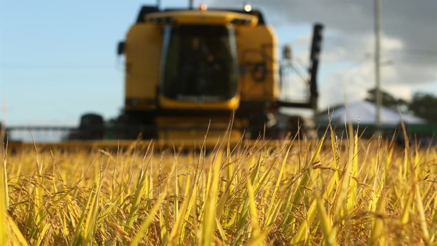 Plantar ou reduzir área? Produtores de arroz enfrentam decisão crítica para próxima safra