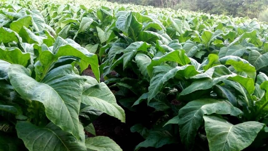Tabaco é destaque em sustentabilidade