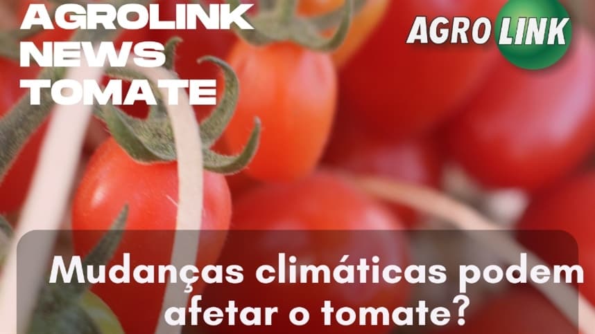 Mudanças climáticas podem afetar o tomate?