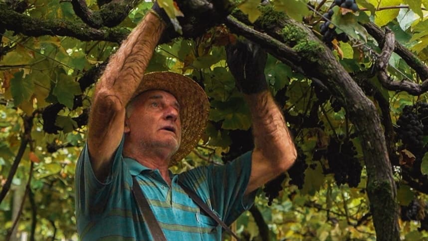 Nova Aliança deve processar 40 milhões de quilos de uva cultivadas em 2.000 hectares