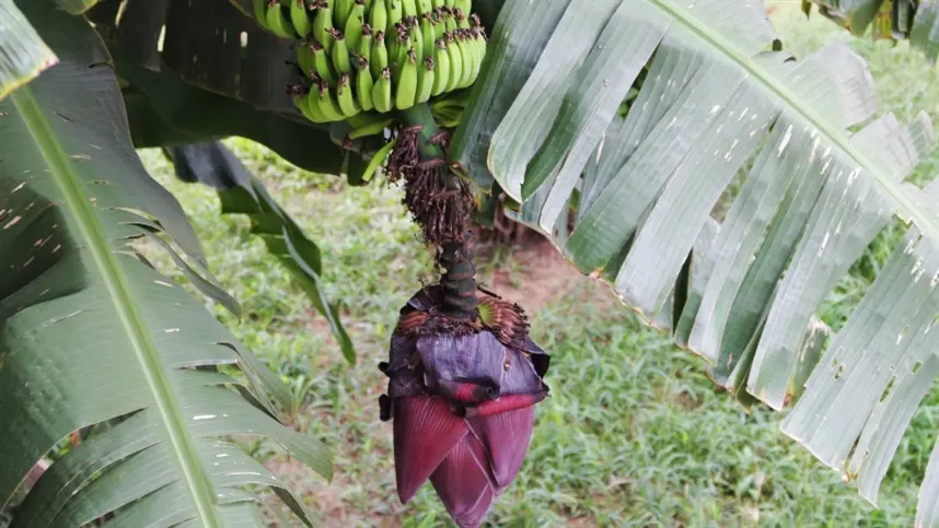 Bananicultores de Santa Catarina investem na diversificação