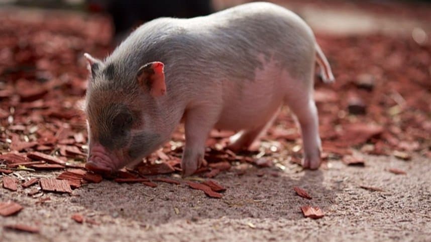 Setor de Alimentação Animal deve crescer 1,5% em 2022