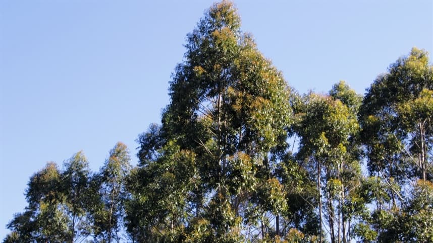 Lançado herbicida com ingrediente ativo inovador