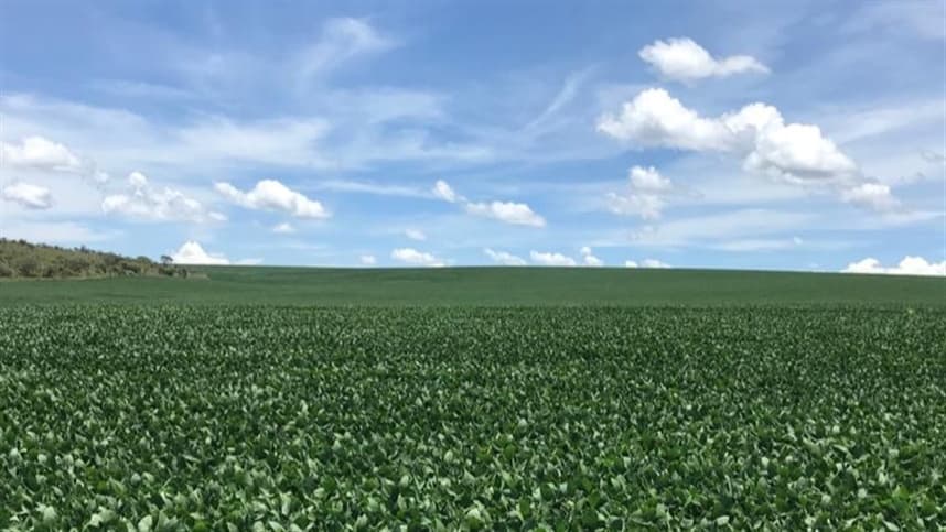 Fertilizantes proporcionam resultados na produtividade