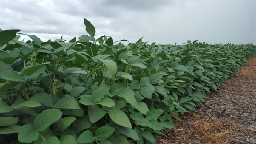 Fertilizantes inibidores de urease - maior produtividade e menor impacto ambiental
