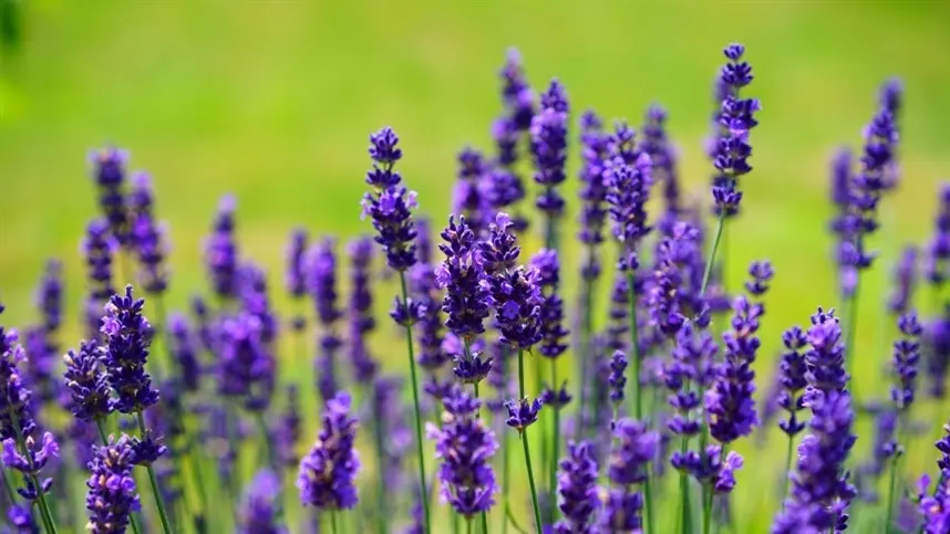 Produção de lavanda cresce e período é de colheita