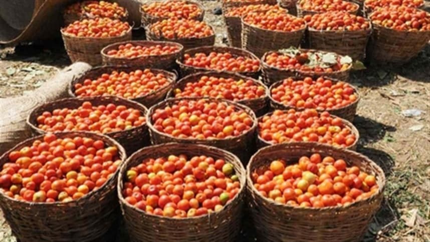 Irrigação baseada em sensores melhoram a produção de tomate