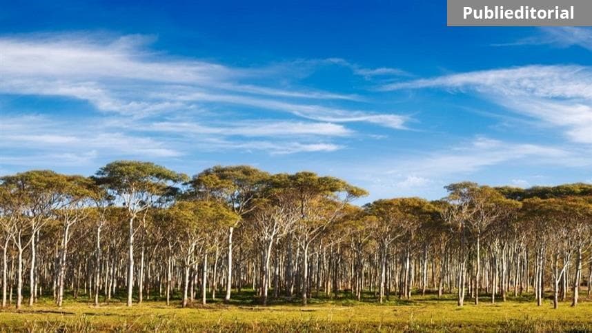 ‘Plante com a Klabin’ é nova parceria segura para produtores rurais