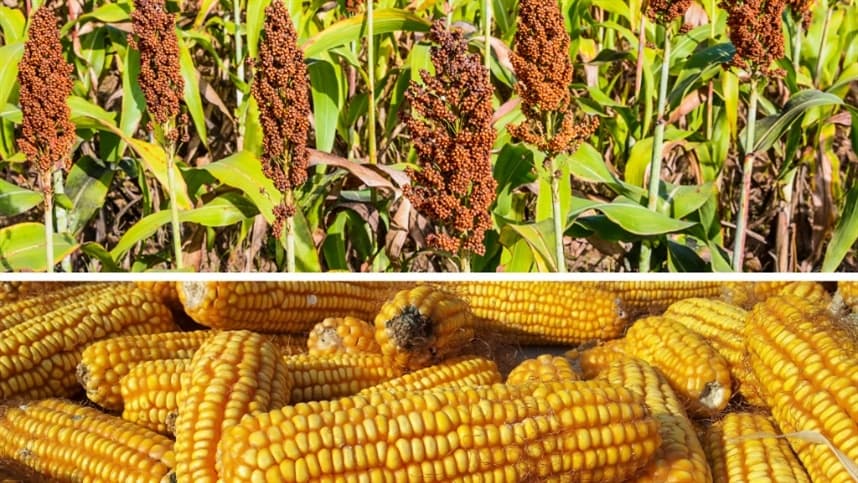 RS abre credenciamento para sementes de milho e sorgo