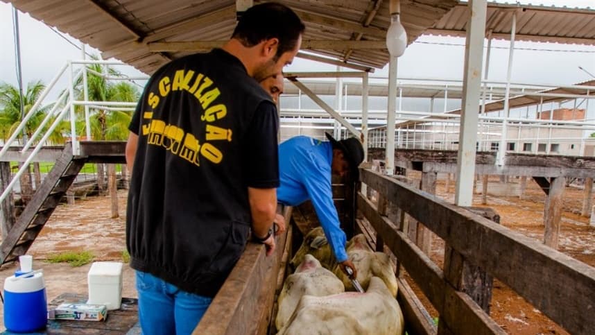Segunda etapa da vacinação contra febre aftosa em começa em novembro