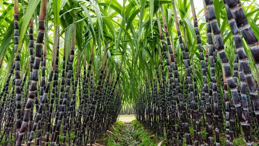 Comparativo entre fertilizantes agroecológicos e mineral na cana-açúcar.