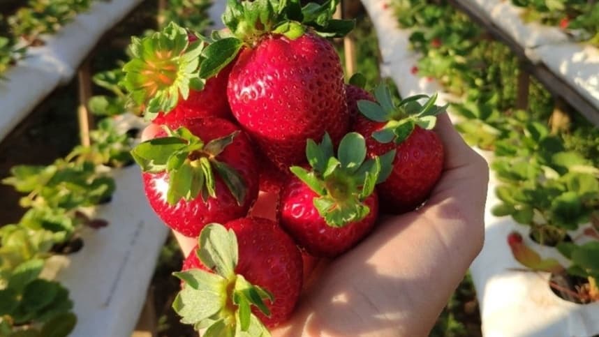 PR: produtor deixa a cultura do fumo para cultivar morangos