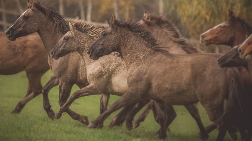 Cavalo Crioulo brasileiro se destaca no mercado externo e realiza negócios