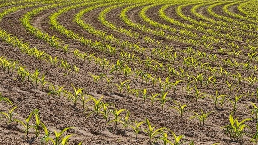 Venda soja e segure milho: Recomendação continua