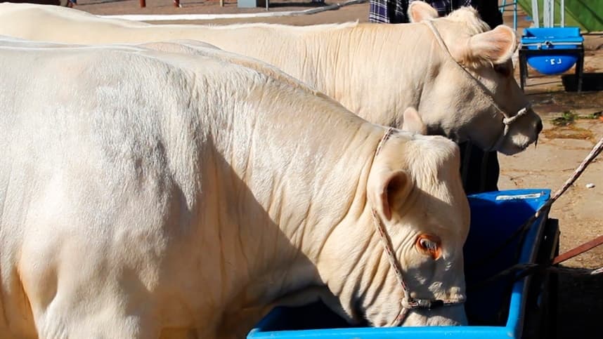 Trouw Nutrition leva tecnologia em nutrição animal