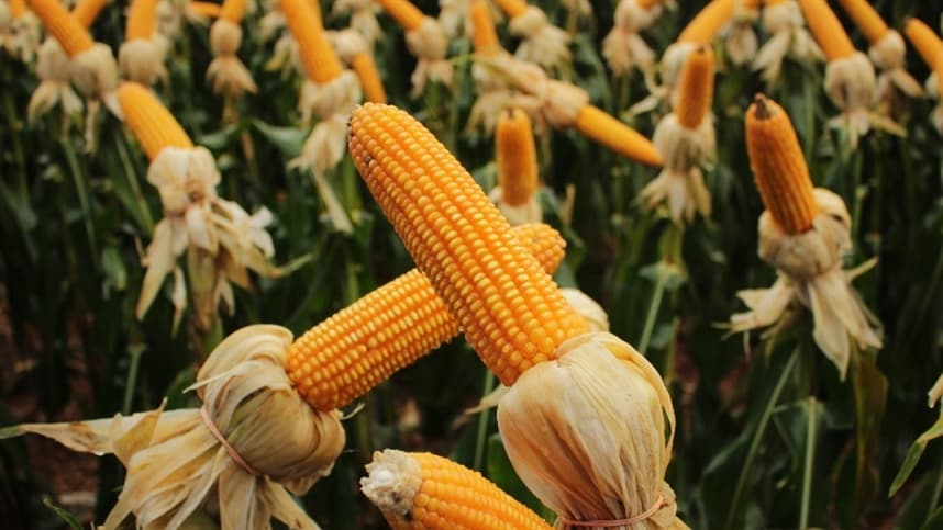 RS: plantio do milho é favorecido pelo clima e chega a 65%