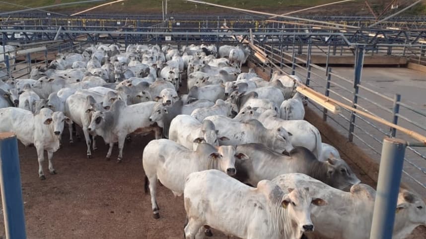 Barra do Garças (MT) tem o maior número de animais avaliados em 23 anos do Circuito Nelore de Qualidade