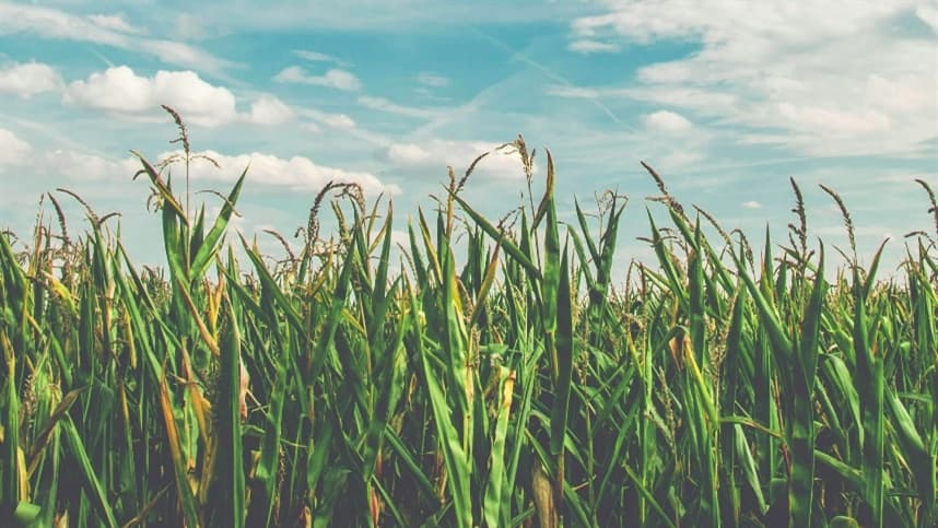 Altas temperaturas pressionam safras de verão na Polônia