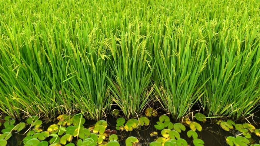 Novo e-book transforma a história do arroz em ferramenta pedagógica para escolas de todo o Brasil