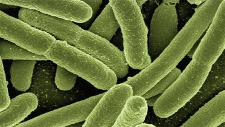 Bactérias podem armazenar biocombustíveis