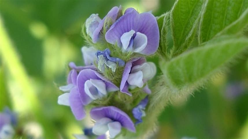 Polinizadores contribuem para a diversidade das plantas com flores