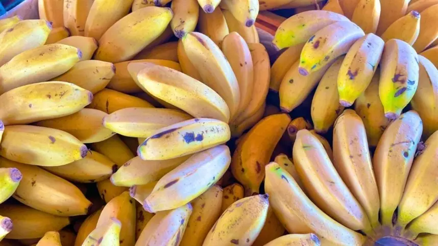 Banana-maçã enfrenta ameaça do mal-do-Panamá