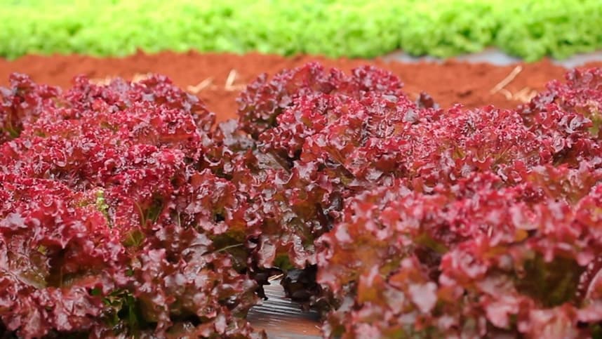 A microbiota do solo e as pragas da horticultura