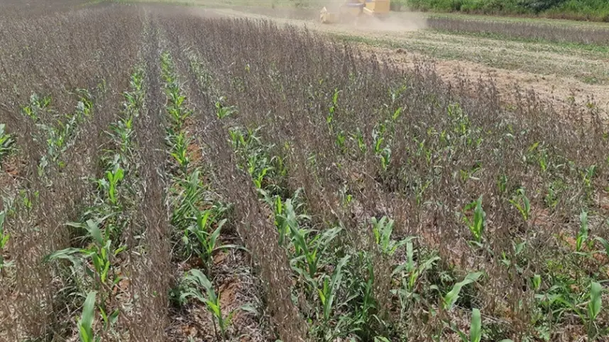 Sistema permite plantar milho antes de colher soja