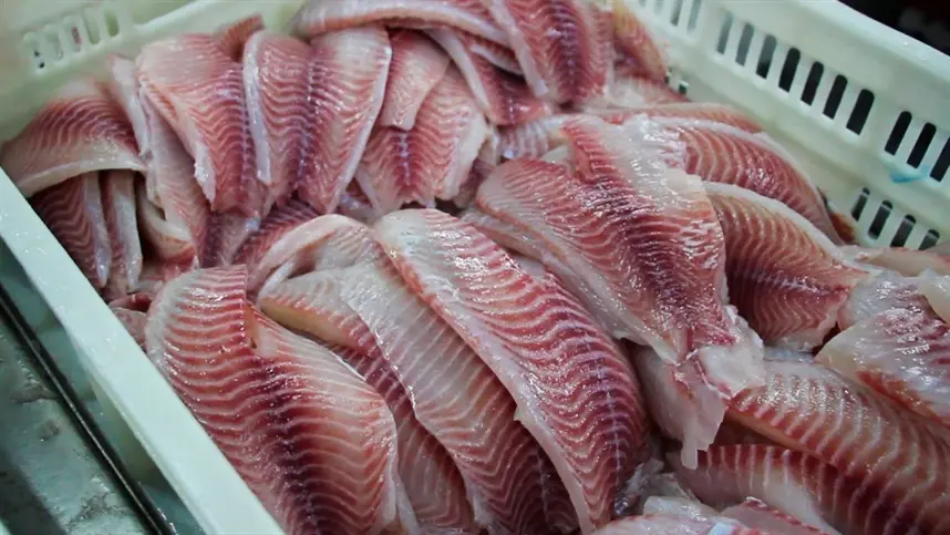 Curso do Senar/MS ensina técnicas para identificar o frescor, conservar e defumar proteína do peixe