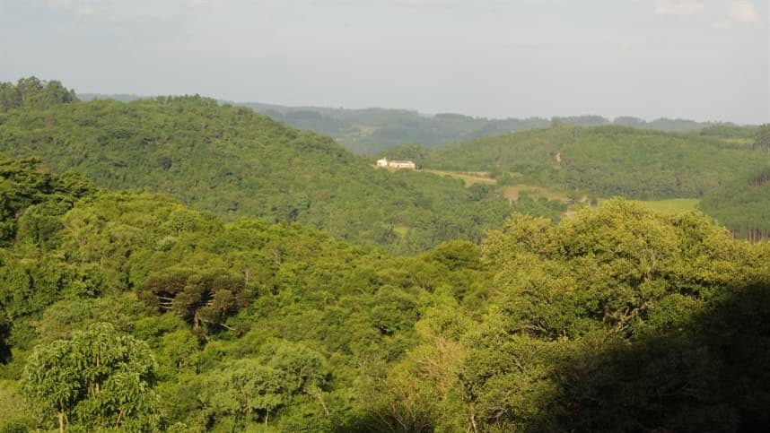 Floresta tropical recupera 80% do estoque de carbono e da fertilidade do solo