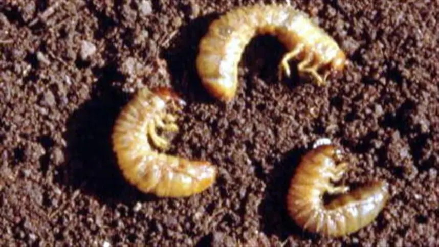 Larva pão de galinha no trigo: o que fazer antes que a perda seja irreversível