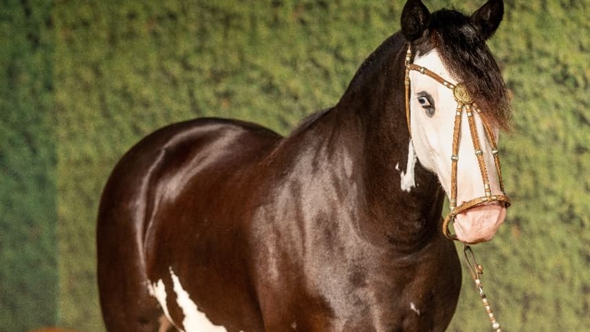 Criadores estrangeiros investem cada vez mais na Raça Crioula