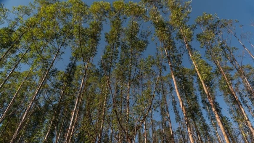 Cultivo de árvores nativas gera retorno ao investimento de até 28,4% ao ano