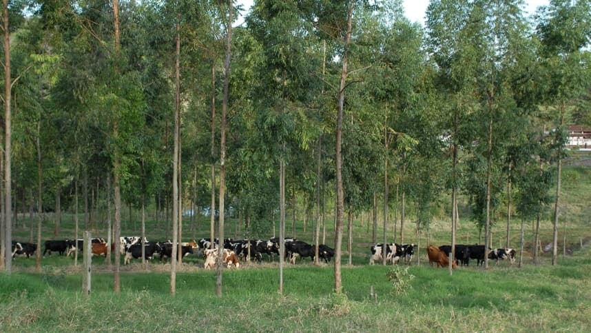 IDR-Paraná discute BRS Capiaçu para pecuária regional