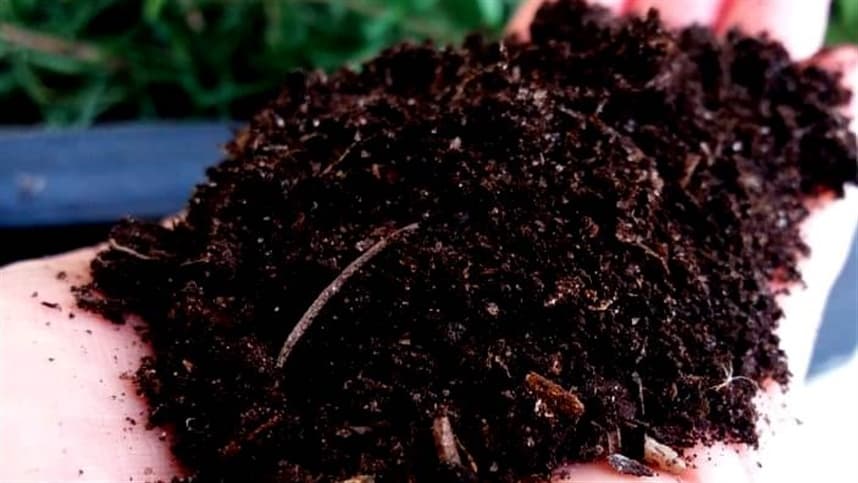 O composto à base de cânhamo poderia facilitar a agricultura sem solo